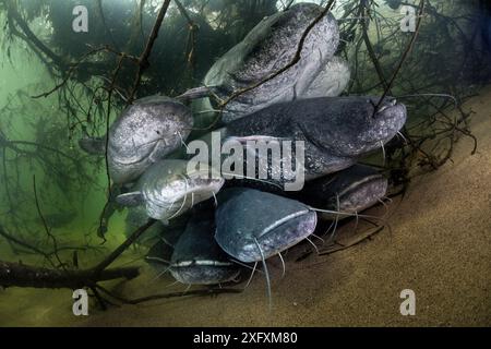 Wels catfish (Silurus glanis), group above riverbed. River Loire, France. October. Stock Photo