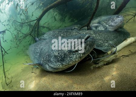 Wels catfish (Silurus glanis), group on riverbed, River Loire, France. October. Stock Photo