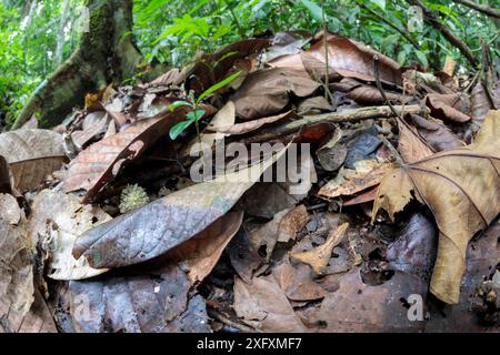 Amazonian Horned Frog (Ceratophrys cornuta) camouflaged amongst leaf litter on lowland rainforest floor, waiting to ambush passing prey. Manu Biosphere Reserve, Amazonia, Peru. November. Stock Photo