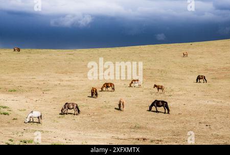 Horses grazing in steppe grassland, Altanbulag, Mongolia Stock Photo ...