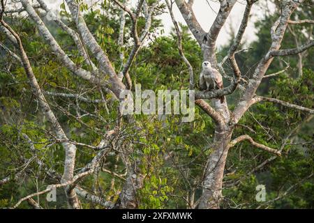 Harpy eagle (Harpia harpyja) juvenile Amazon, Brazil. Stock Photo