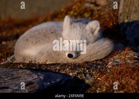 Arctic fox (Vulpes lagopus) juvenile curled up, sleeping in morning light, winter pelage. Dovrefjell National Park, Norway. September. Stock Photo