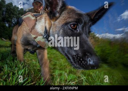 Belgian Shepherd dog, young dog trained as rhino protection dog during poacher tracking training. Animals Saving Animals training facility, England. This dog will be deployed to Botswana of Rhino Conservation Botswana&#39;s conservation work. Highly Commended in the Natural World Category of the Sony Photography Awards 2018. Winner of the Environmental Picture Story Category of the NPPA Best in Photojournalism contest. Stock Photo