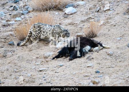 Snow leopard (Panthera uncia) female approaching its kill - a domestic yak calf (Bos grunniens). Ladakh Range, Western Himalayas, Ladakh, India. Stock Photo