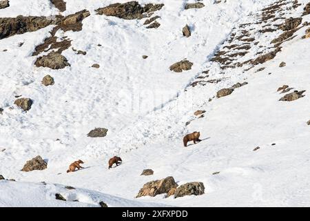 Himalayan brown bear (Ursus arctos isabellinus) female with two young cubs climbing up snowy slope. Western Ladakh, northern India. Stock Photo