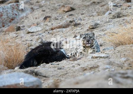 Snow leopard (Panthera uncia) female sitting with its kill - a domestic yak calf (Bos grunniens). Ladakh Range, Western Himalayas, Ladakh, India. Stock Photo