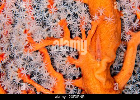 Common ghostgoby (Pleurosicya mossambica) perches on an orange and white seafan (Euplexaura sp.), on a coral reef. Bitung, North Sulawesi, Indonesia. Lembeh Strait, Molucca Sea. Stock Photo