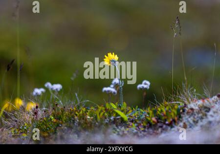 Beautiful, sunny svenery with yellow flowers blooming in the Sarek National Park. Dandelions in Northern Europe wilderness. Stock Photo