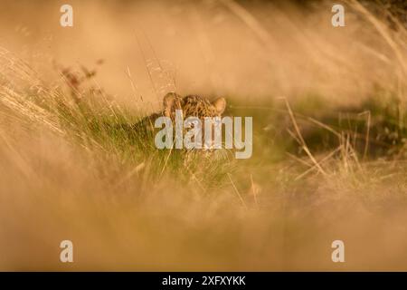 Indian leopard (Panthera pardus fusca) young animal on meadow Stock Photo