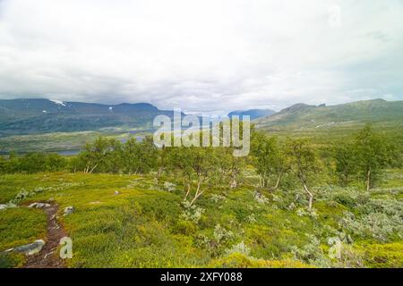 Beautiful landscape of crooked birch trees growing in the Sarek National Park, Sweden. Mountain scenery with trees in Northern Europe wilderness. Stock Photo