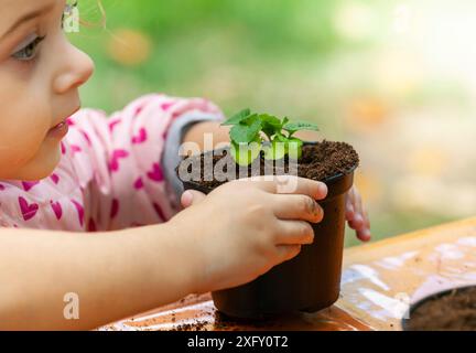 Closeup view of toddler child planting young beet seedling in to a fertile soil. In schools, children practice didactic botany workshops. Stock Photo