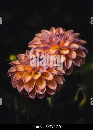 Two dahlias, close-up in the dahlia garden Stock Photo