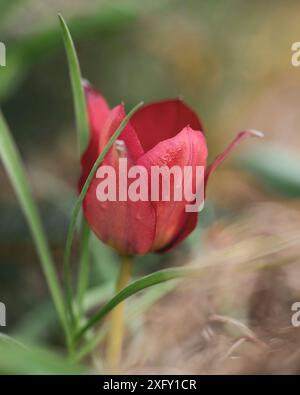 Red tulip, close-up in the flower garden Stock Photo