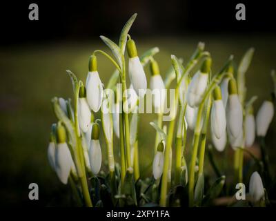 Snowdrops, close-up in the flower garden Stock Photo