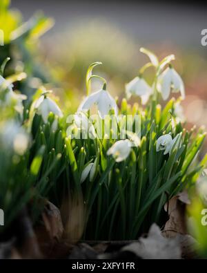 Snowdrops, close-up in the flower garden Stock Photo