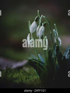 Snowdrops, close-up in the flower garden Stock Photo