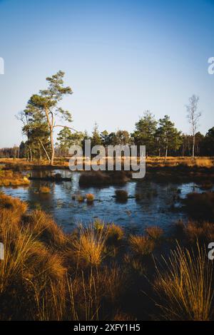 Tister Bauenmoor in the morning, nature reserve in Lower Saxony Stock Photo