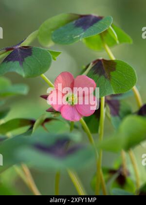 Pink flowering clover, macro shot in the flower garden Stock Photo