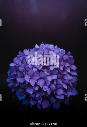 Hydrangea macrophylla plants in purple buckets Stock Photo - Alamy