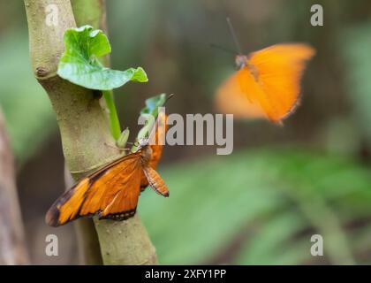 Two Julia butterflies or Dryas iulia ready to mate, macro photograph of two butterflies in a butterfly park Stock Photo