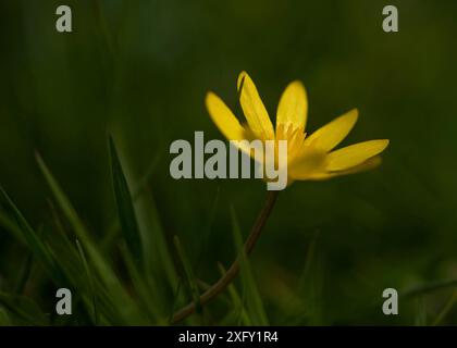 Yellow lesser celandine, close-up in the flower garden Stock Photo