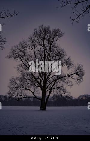 Night shot of a tree in a wintry Hamburg city park Stock Photo