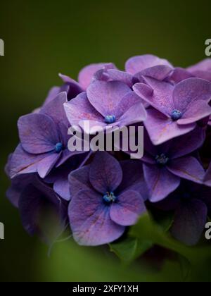 Hydrangea macrophylla plants in purple buckets Stock Photo - Alamy