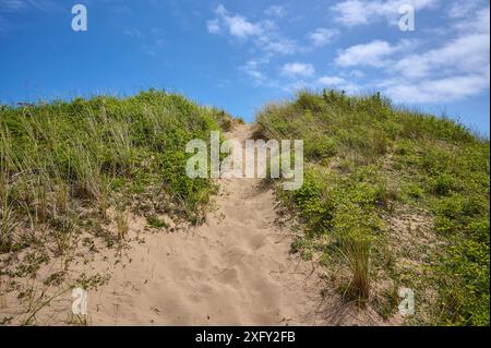 Footpath, sand dunes, sky, summer, Broad Haven South Beach, Pembrokeshire Coast Path, Pembroke, Wales, United Kingdom Stock Photo