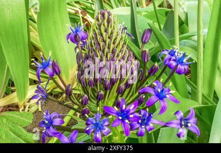 Flowering Peruvian bluestem (Scilla peruviana) Portuguese squill, flower in the garden Stock Photo