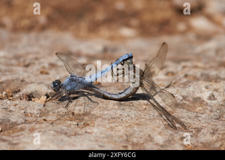 Pair of dragonflies Orthetrum brunneum mating on a rock while the female wipes her eyes with her paws, Alcoy, Spain Stock Photo