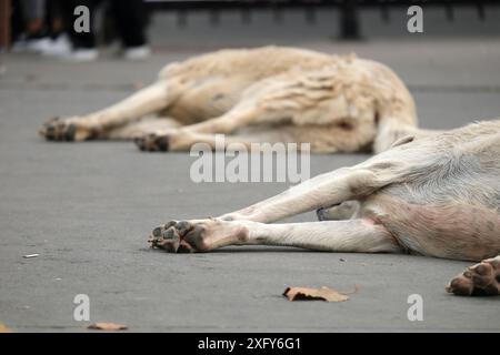 Two stray dogs sleeping on pavement in Istanbul Turkiye Stock Photo