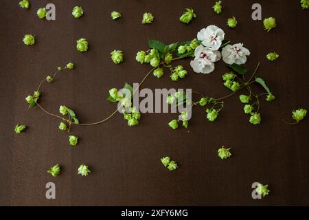 Floral flower arrangement of white hibiscus blossoms and hops tendrils Stock Photo