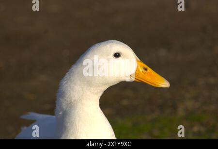 close up portrait of white duck face with yellow beak Stock Photo