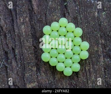 Insect eggs [ Shieldbug sp ] on wooden gate. multi image stack Stock ...