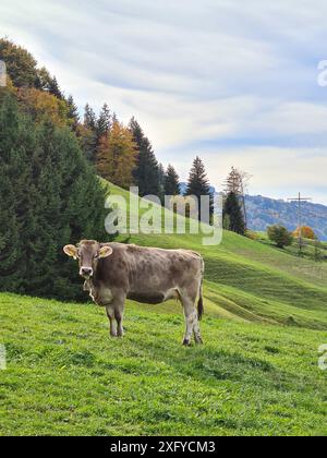 A beautiful unhorned brown cow stands at the bottom of the mountain on a lush green meadow in the Alps and looks in the direction of the camera, outdoor shots in nature, Immenstadt, Germany Stock Photo