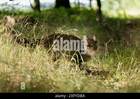 Young Norwegian Forest Cat out and about in the forest in summer Stock Photo