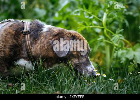 Mongrel dog out and about in the autumn forest Stock Photo