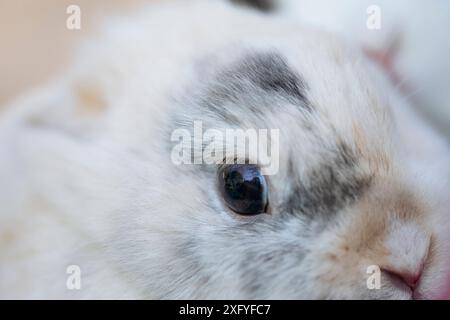 Close-up of a dwarf rabbit, head / eye Stock Photo