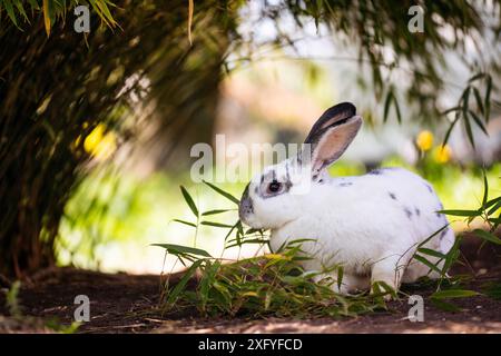 Rex rabbit Stock Photo