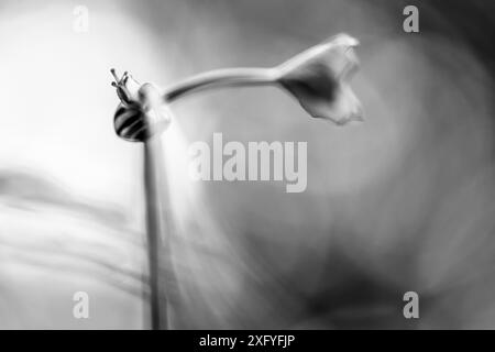 Shell snail on a plant, close-up, black and white Stock Photo