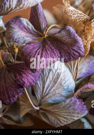 Dried hydrangea blossoms, close-up, full frame Stock Photo