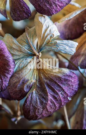 Dried hydrangea blossoms, close-up, full frame Stock Photo