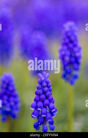 Armenian grape hyacinth (Muscari armeniacum) Stock Photo