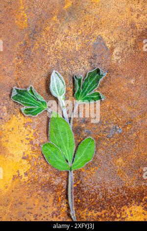 Dried clematis bud with stem and leaves on rusty metal Stock Photo