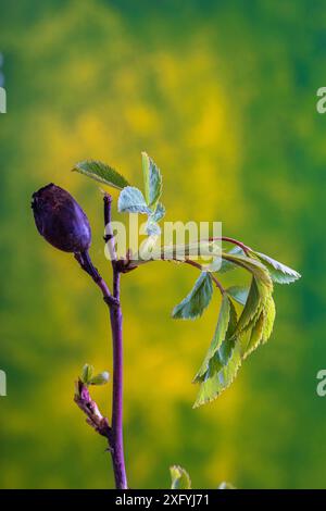 Dog rose, leaves and fruit from last year, contrasting image, garden life, natural background Stock Photo