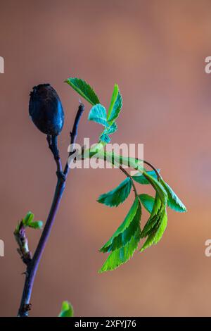 Dog rose, leaves and fruit from last year, contrasting image, garden life, natural background Stock Photo