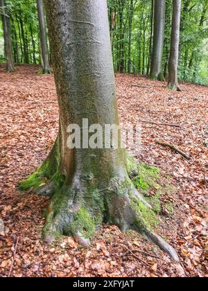 Trunk and roots of a beech tree in a forest in North Rhine-Westphalia, Germany Stock Photo