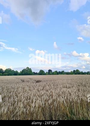 View of a cornfield in the foreground in a rural area in North Rhine-Westphalia, Germany Stock Photo