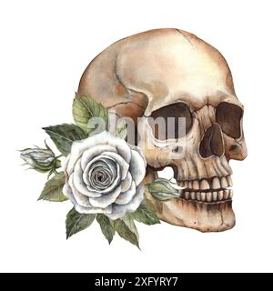 Realistic anatomical skull with white rose and green leaves. Watercolor illustration, hand painted in Gothic style. Halloween decoration, symbol of Me Stock Photo