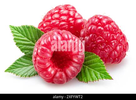 Three raspberries  with raspberry leaves isolated on white background. Stock Photo